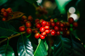 Arabica Coffee Beans Origin, Flavor, Varieties, and How to Brew Them