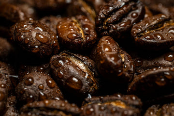 Excelsa Coffee Beans Guide for Roasters and Cafes