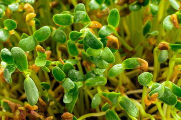Fenugreek Seeds Guide: Flavor, Substitutes, and How to Use Them in Cooking