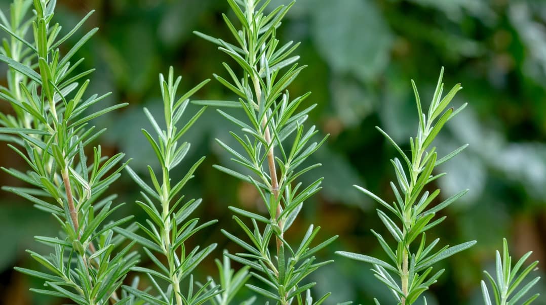 Fresh and Dried Rosemary Spice Guide Health Benefits, Uses, and More