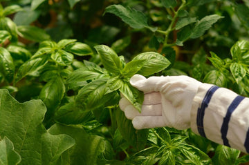 Thai Basil vs. Basil Different Basils Worldwide Compared