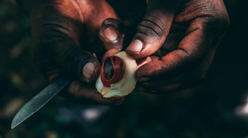 What Is Mace Spice Flavor, Uses, and How It Differs from Nutmeg