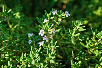 Thyme Herbs and Spices: Your Complete Guide to Cooking With This Fragrant Herb